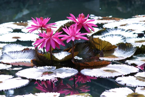 组的四个粉红色的荷花叶开花，生长在一个池塘中. — 图库照片