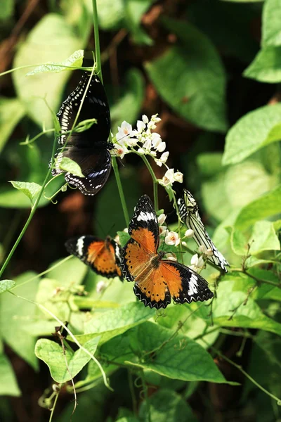 Primer plano varias mariposas azules blancas negras anaranjadas en el néctar que come de la flor blanca . — Foto de Stock