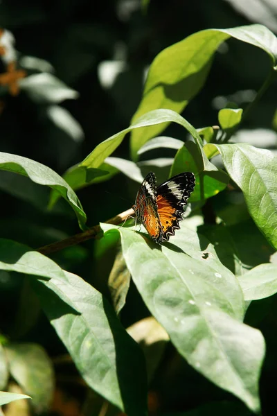 Amarillo naranja mariposa colorida descansando sobre la hoja verde secado extender alas en el sol . — Foto de Stock