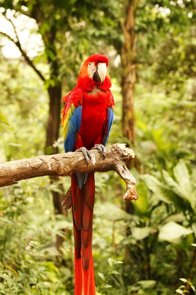 Κόκκινο μπλε παπαγάλο που κάθεται πάνω σε ξύλινες κλαδί κοιτάς μές στο δάσος κατά τη διάρκεια της ημέρας. — Φωτογραφία Αρχείου
