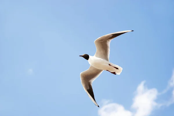 Aves marinas blancas con la cabeza negra y las puntas de las alas volando y volando en el aire azul . — Foto de Stock