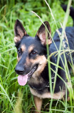 bir yürüyüş alanında genç bir çoban