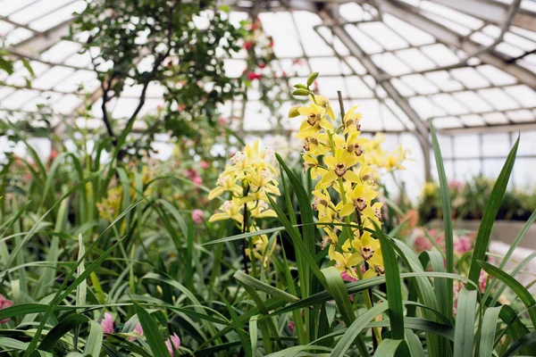 Цветущие орхидеи в теплице — стоковое фото