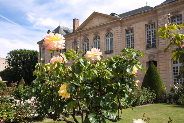 Růže Bushe v městském parku v Paříži — Stock fotografie
