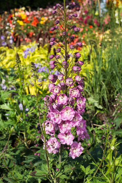 Pink delphinium among colorful flowers — Stock Photo, Image