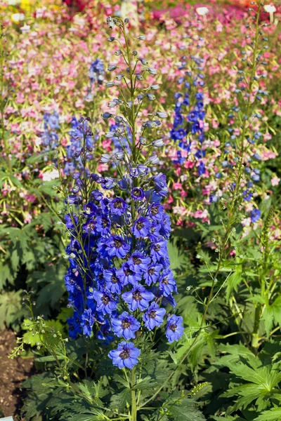 Blauwe delphinium onder de bloemen — Stockfoto