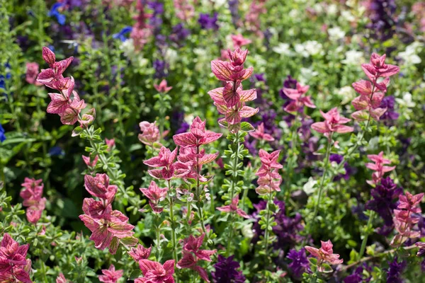 Różowy Salvia w ogrodzie — Zdjęcie stockowe