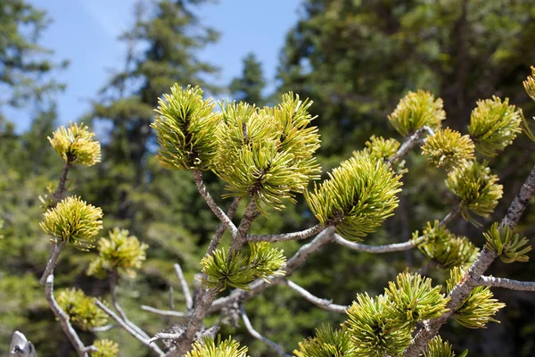 Pine tak met gele dennennaalden, Montenegrijns — Stockfoto