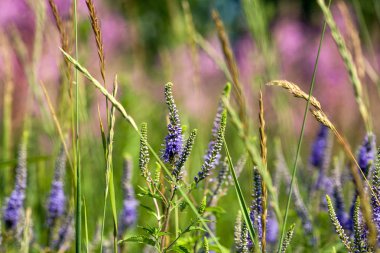 güzel kokulu alan mavi çiçekler
