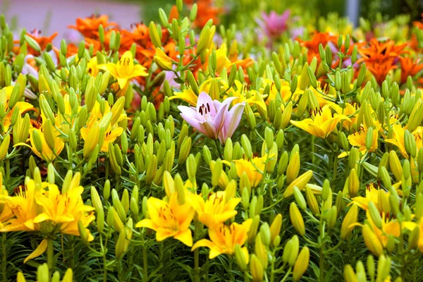 Pink Lily among the yellow lilies — Stock Photo, Image