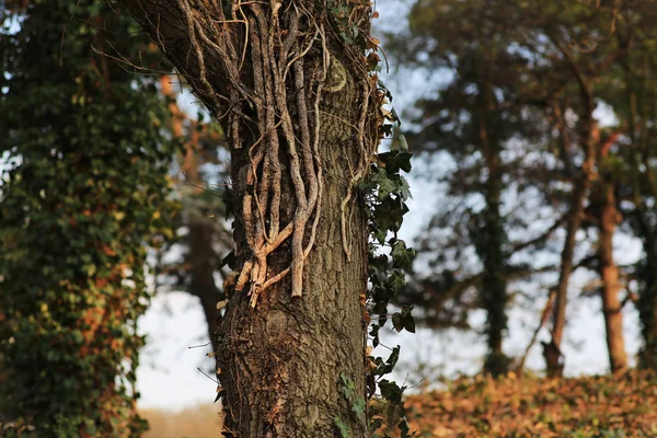 Симбиоз: толстый ствол дерева с плющом, Франция — стоковое фото