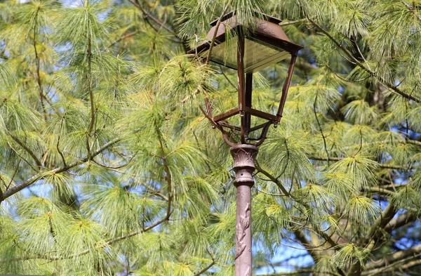 street lamp without glass on the background of pine