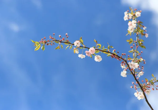 A single branch of cherry blossoms on blue sky background