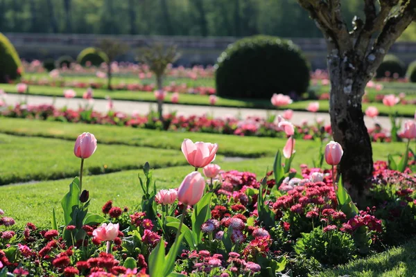 Perfect garden with topiary and tulips