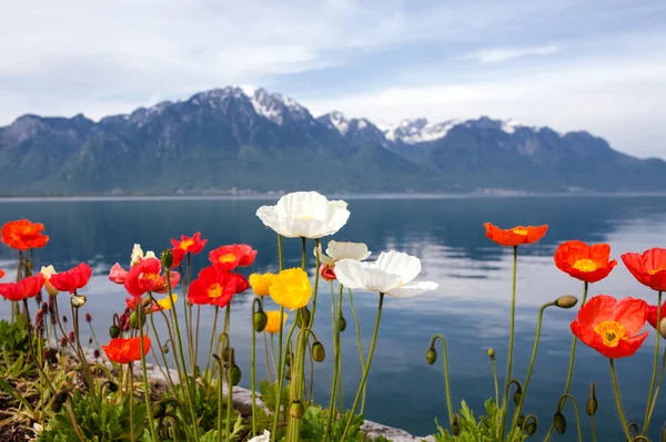 Jezioro Genewskie i kolorowe Maki — Zdjęcie stockowe