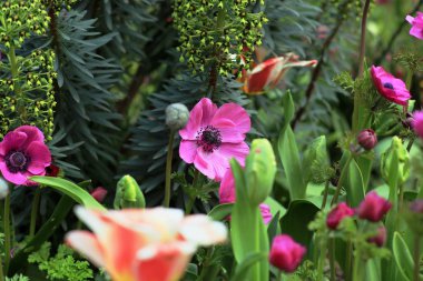 pembe anemone bir yatakta