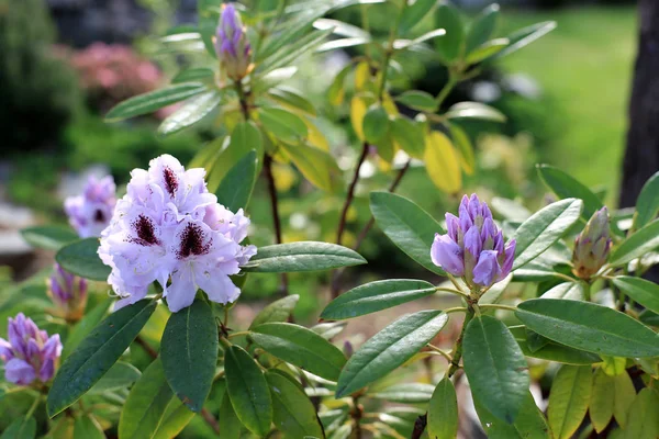 Purple with a dark center blooming rhododendron — Stock Photo, Image