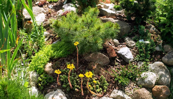 Dwarf pine and flowered stonecrop Alpine hill — Stock Photo, Image