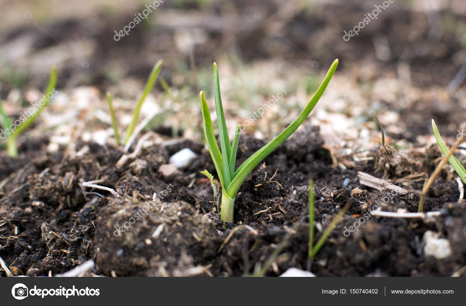 Всходы озимого чеснока. Чем подкормить чеснок посаженный под зиму. Лук батун рассада. Чеснок весной. Всходы озимого чеснока.