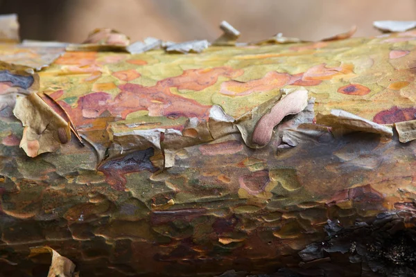 The bark on the trunk of pine — Stock Photo, Image