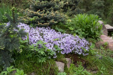 kaya bahçeleri styloid Phlox