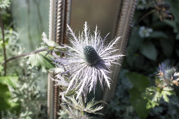 Alpské Sea Holly v okrasné zahradnictví — Stock fotografie