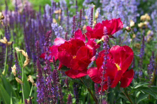 De bloemen zijn roze pioenrozen en Lila lavendel — Stockfoto