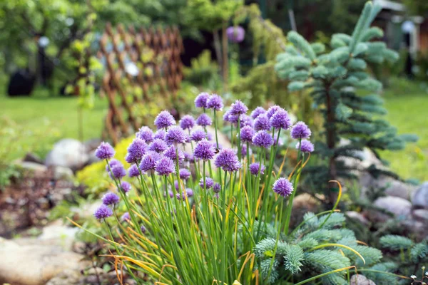 Garden Allium flower bed — Stock Photo, Image