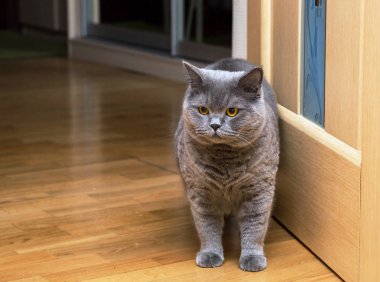 Sadece eve kedi doğurmak İngiliz