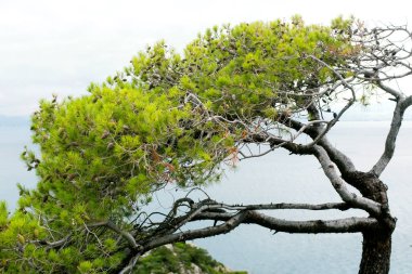 Deniz kenarında bir uçurumun dağ çam