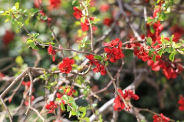 Peyzaj içinde kırmızı elma ağacı