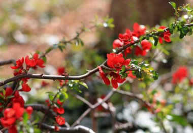 Kırmızı çiçekli çiçekli dal