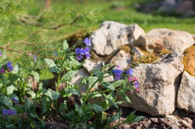 tıbbi bitki Lungwort blooms rockeries içinde