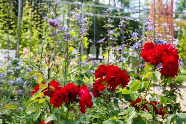 Bahçedeki kırmızı güller