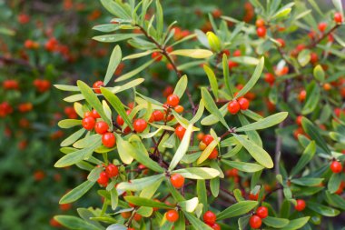 Kırmızı böğürtlen çalısı