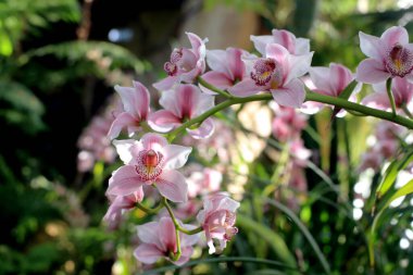 Pembe bir orkide dalı açar.