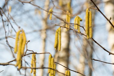 kızılağaç kadife çiçekleri