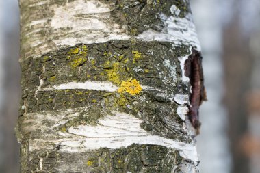 huş ağacı kabuğu ve sarı liken