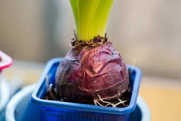 Hyacinth bulb grows in a pot — Stock Image Hyacinth Bulb Grows Pot Royalty Free Stock Photos