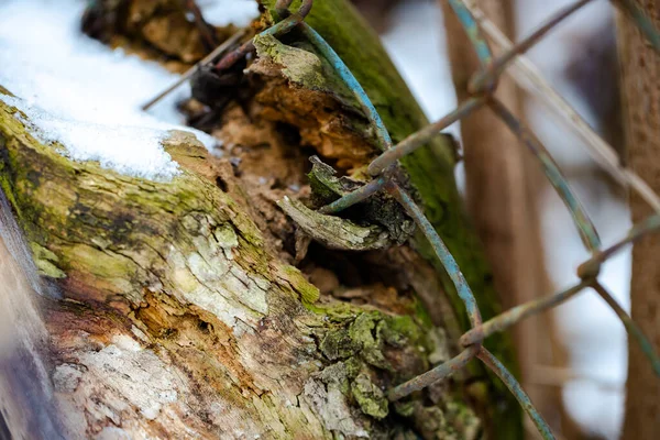 Железная Сетка Встроена Дерево — стоковое фото