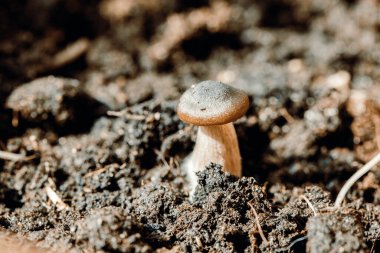 Kalın bir bacaktaki mantar büyür.