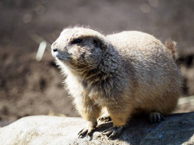 Çayır köpeği'ni Japonya Tokyo