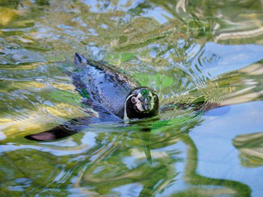  Japonya Tokyo penguen