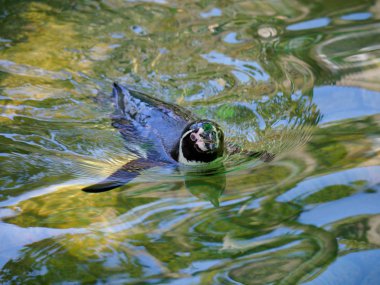  Japonya Tokyo penguen