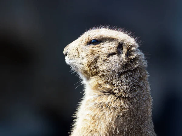 Prairie Dog Japan Tokyo