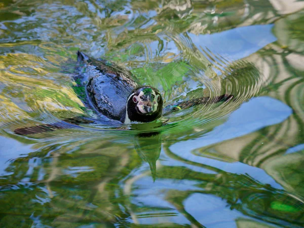 Japan Tokyo Penguin — Stock Photo, Image