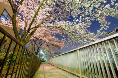 Japonya 'da kiraz çiçekleri
