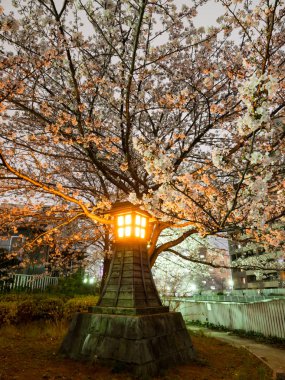 Japonya 'da kiraz çiçekleri