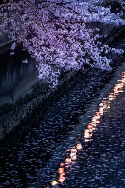 Japonya 'da kiraz çiçekleri