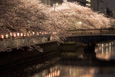 Japonya 'da kiraz çiçekleri